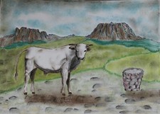 Toro bianco razza usato  Sestino