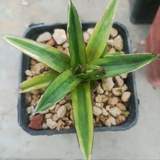 Agave white mounrain usato  Porto Cesareo