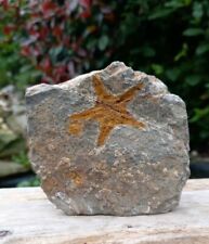 Fossil starfish petraster for sale  WREXHAM