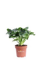 Pianta filodendro philodendron usato  Santeramo in Colle