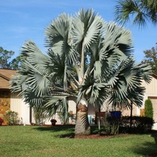 Silver bismarckia palm for sale  North Las Vegas
