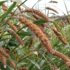 Miglio rudukes millet usato  Spedire a Italy