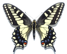Papilio bairdi male gebraucht kaufen  München
