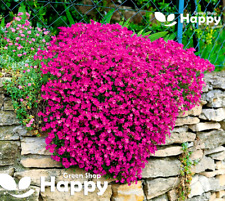 Rock cress cascade for sale  DONCASTER