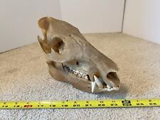 Javelina peccary pig for sale  Rosemount