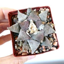 Ariocarpus retusus forma usato  Napoli