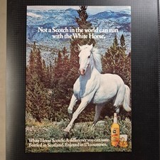 1978 white horse usato  Milano