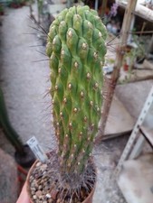 Weingartia westiii. succulent usato  Civitanova Marche