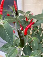 Semi peperoncino piccante usato  Italia
