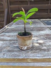 Laurier palme arbre d'occasion  Soisy-sous-Montmorency