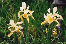 Iris rientalis steppen gebraucht kaufen Iris rientalis steppen gebraucht kaufen  Waiblingen