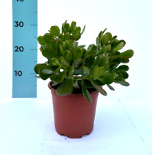 Crassula ovata albero usato  Milazzo