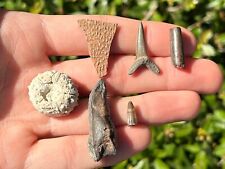 Instant fossil collection for sale  Coppell