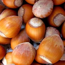 Corylus avellana corabel d'occasion Corylus avellana corabel d'occasion  Pouzauges