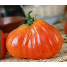 Pomodoro cuore bue usato  Trappeto