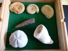 Boite ammonites belemnite d'occasion  Saint-Aubin-sur-Mer