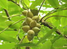 Juglans mandschurica asian for sale  ST. ASAPH