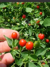 Plantas chile pequin for sale  Big Sur