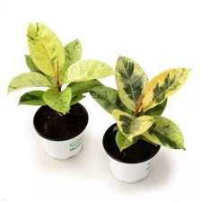 Ficus shivereana moonshine for sale  Mobile