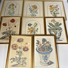 watercolour paintings botanical for sale watercolour paintings botanical for sale  LIVERPOOL