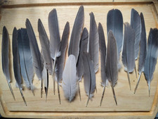Different size natural for sale  TUNBRIDGE WELLS