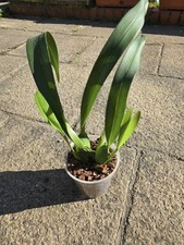 Maxillaria cucullata orchid for sale  WEST DRAYTON