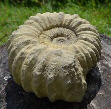 Ammonite fossil frost for sale  HORSHAM