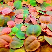 Red root floater for sale  LONDON