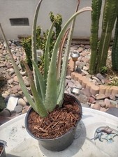Live aloe vera for sale  Riverside