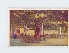 Postcard giant grape for sale  Stevens Point