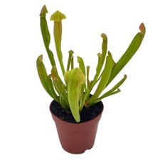 Sweet pitcher plant for sale  Apopka