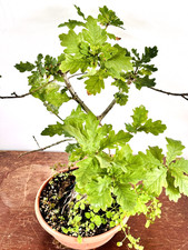 Quercus sessile oak for sale  ST. ALBANS