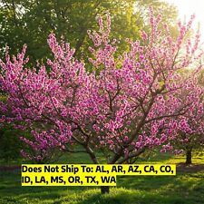 Peach tree live for sale  Vero Beach