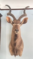 Africa great kudu for sale  Glen Cove