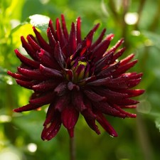 Three dark red for sale  CAMBRIDGE