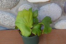 Rare hybrid platycerium for sale  Roseburg