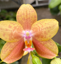 plant snake beautiful for sale  Boca Raton