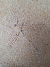 Libelle fossilien gebraucht kaufen  Xanten