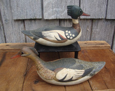 Stunning miniature merganser for sale  Ocracoke