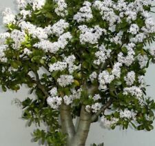Albero giada pianta usato  Durazzano