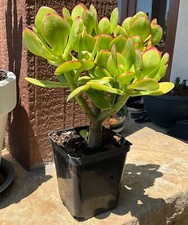 Live jade crassula for sale  San Clemente