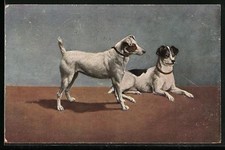 Terrier halsband ansichtskarte gebraucht kaufen Terrier halsband ansichtskarte gebraucht kaufen  Berlin