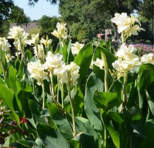 Alaska canna lily for sale  Mobile