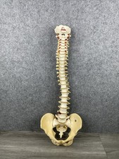 Vintage anatomical model for sale  BASINGSTOKE