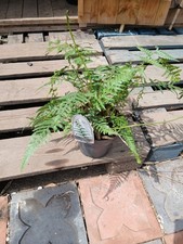 Dicksonia antartica tree for sale  EGHAM