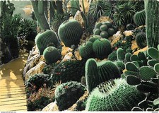 Flowers plants cactus d'occasion  Expédié en Belgium