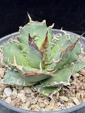Agave oteroi titanota for sale  Goleta