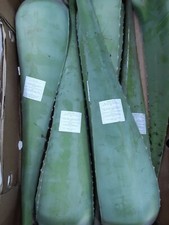 Queen aloe vera for sale  GREENFORD