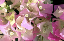 Bougainvillea imperial thai for sale  BECCLES