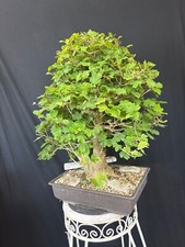 Feldahorn bonsai prebonsai gebraucht kaufen  Wettstetten